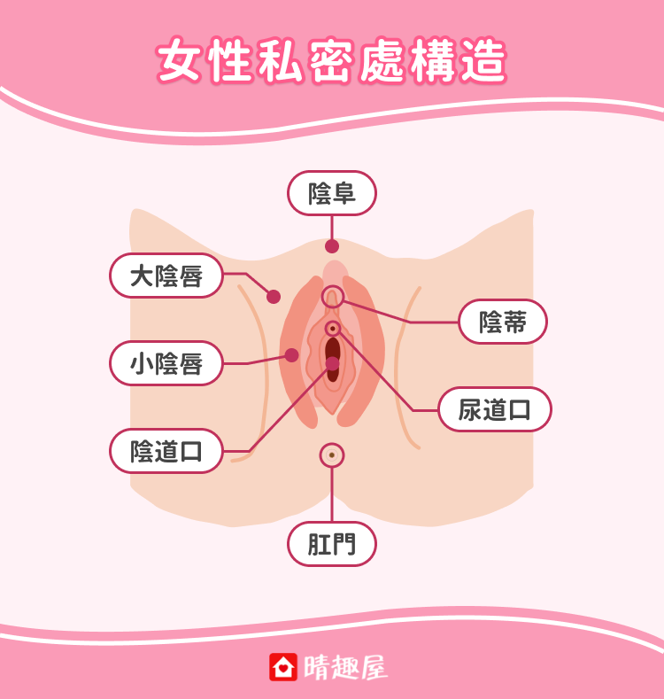 女性私密處構造